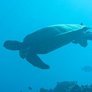 Hawaii Honolua Bay Green Sea Turtle-6869