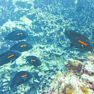 Hawaii Honolua Bay Orangeband Surgeonfish-6840