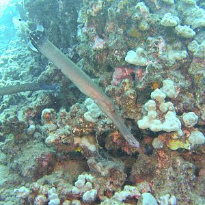 Hawaii Honolua Bay Pacific Trumpetfish-6900