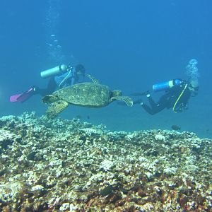 Hawaii Honolua Bay Racing The Turtle-6916