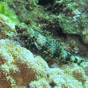 Hawaii Honolua Bay Reef Lizardfish-6940