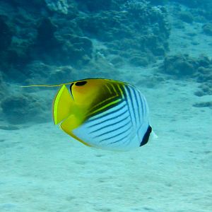 Hawaii Honolua Bay Threadfin Butterflyfsh-6973