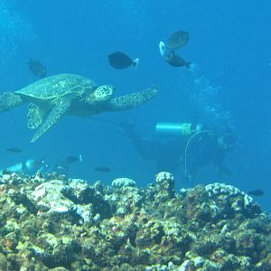 Hawaii Honolua Bay Turtle Cleaning-6906