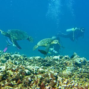 Hawaii Honolua Bay Turtle Crossing-6912