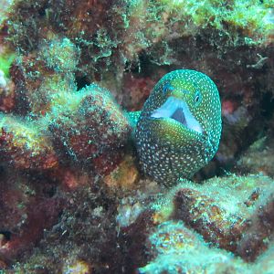 Hawaii Honolua Bay Whitemouth Moray-6928