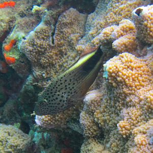 Hawaii Mala Pier Blackside Hawkfish-7285