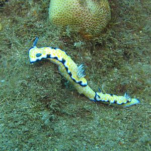 Hawaii Mala Pier Imperial Nudibranch Train-7270