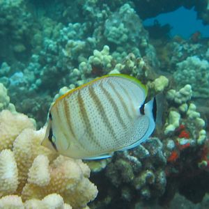Hawaii Mala Pier Multiband Butterflyfish-7288