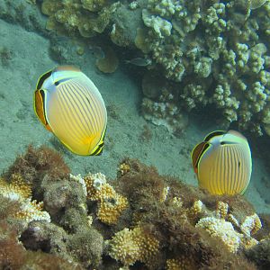 Hawaii Mala Pier Oval Butterflyfish-7296