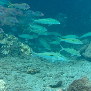 Hawaii Mala Pier Square-Spot Goatfish -7258