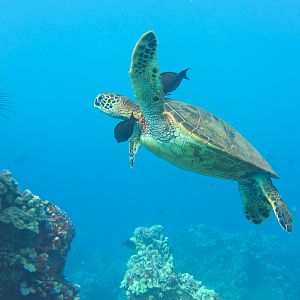 Hawaii Mala Pier Turtle Cleaning Station-7842