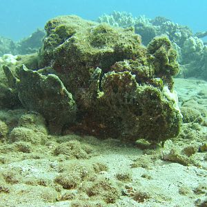 Hawaii Mala Pier Two Frogfish-7864