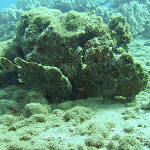 Hawaii Mala Pier Two Frogfish-7866