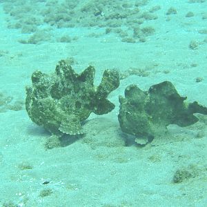 Hawaii Mala Pier Two Frogfish-7869