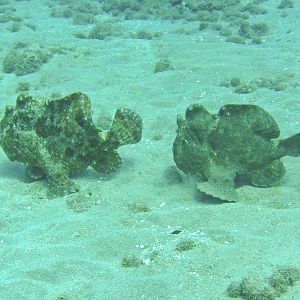 Hawaii Mala Pier Two Frogfish-7870
