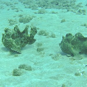 Hawaii Mala Pier Two Frogfish-7871