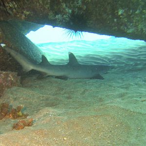 Hawaii Mala Pier White Tip Reef Shark-7883