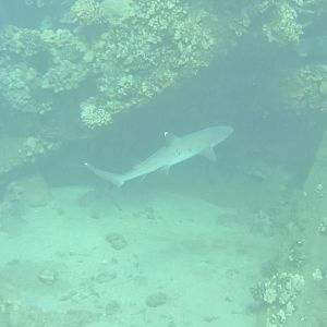 Hawaii Mala Pier White Tip Reef Shark-7893
