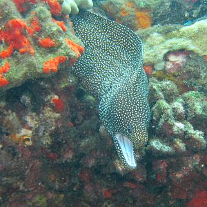 Hawaii Mala Pier Whitemouth Moray -7256
