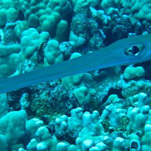 Hawaii Molokini Bluespotted Cornetfish-7368