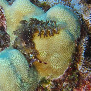 Hawaii Molokini Dragon Nudibranch-7342