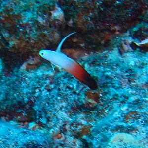 Hawaii Molokini Fire Dartfish-7324