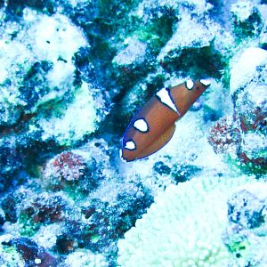 Hawaii Molokini Juvenile Yellowtail Coris-7337