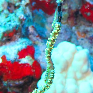 Hawaii Molokini Wire Coral Gobys With Eggs-7336