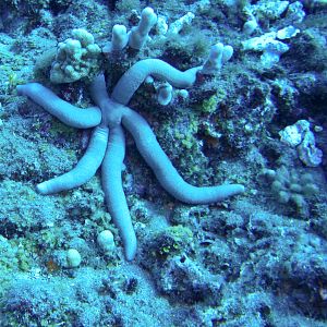 Hawaii Monolith 6 Legged Starfish-7105