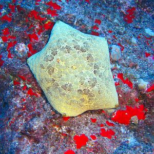Hawaii Monolith -7087