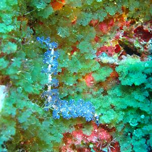 Hawaii Monolith Blue Dragon Nudibranch-7139