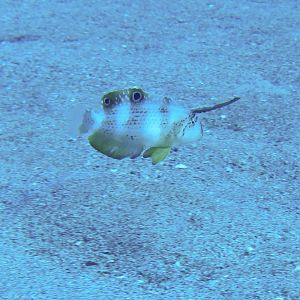 Hawaii Monolith Juvenile Peacock Razor Wrasse-7099