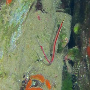 Hawaii Monolith Redstripe Pipefish-7132
