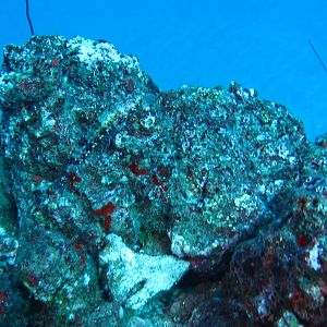 Hawaii Monolith Reef Lizardfish Hiding On Rock Disquised As A Frogfish-7158