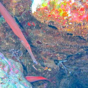Hawaii Monolith Trumpetfish With Banded And Ghost Cleaner Shrimp-7153
