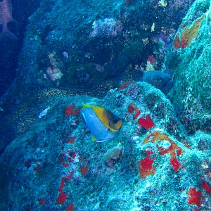 Hawaii Monolith Yellowmargin Moray With Pyramid Butterflyfish-7147