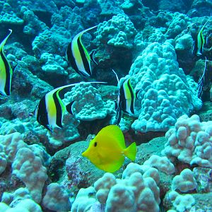 Hawaii Moorish Idols With Juvenile Yellow Tang-7187