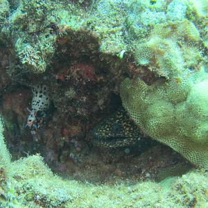 Hawaii Namalu Bay Dragon Moray 4 With A Friend-7070