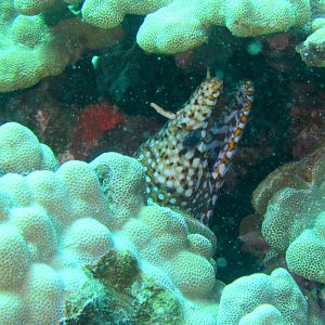 Hawaii Namalu Bay Dragon Moray Eel 2-7051