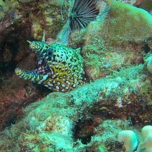 Hawaii Namalu Bay Dragon Moray Eel-7027