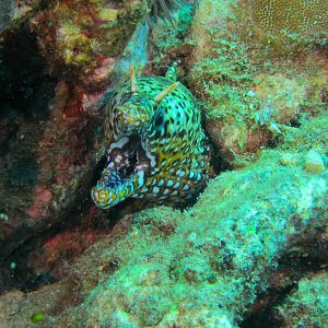 Hawaii Namalu Bay Dragon Moray Eel-7042