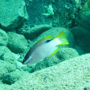 Hawaii Namalu Bay Female Hawaiian Hogfish-7000