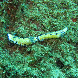 Hawaii Namalu Bay Imperial Nudibranch Train-7067