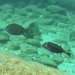 Hawaii Namalu Bay Male Spotted Boxfish-7010