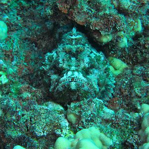 Hawaii Pu-u Olai Devil Scorponfish-7418