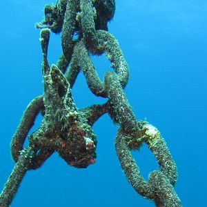 Hawaii Pu-u Olai Frogfish On The Mooring Line-7391