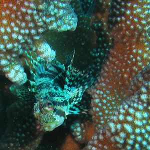 Hawaii Pu-u Olai Green Lionfish--7376