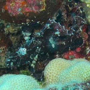 Hawaii Pu-u Olai Leaf Scorponfish Closeup-7395