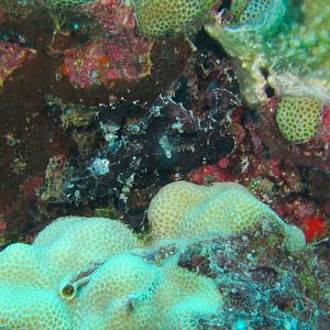 Hawaii Pu-u Olai Leaf Scorponfish-7395