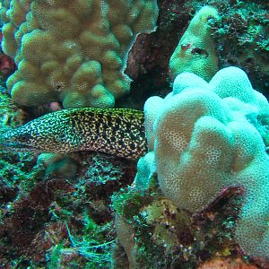 Hawaii Pu-u Olai Stout Moray-7458